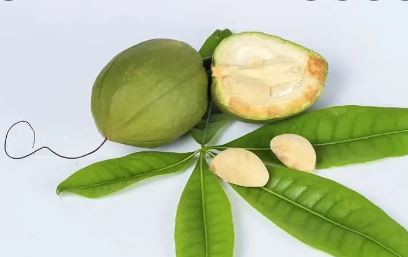 2 adusa vasa fruits with five leaves