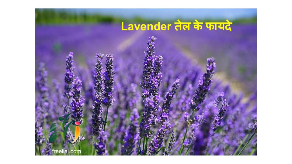 Lavender तेल के फायदे