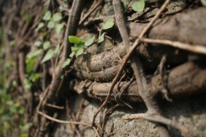 Read more about the article सुपरफूड्स का छिपा हुआ रत्न: सहिजन (Horseradish)